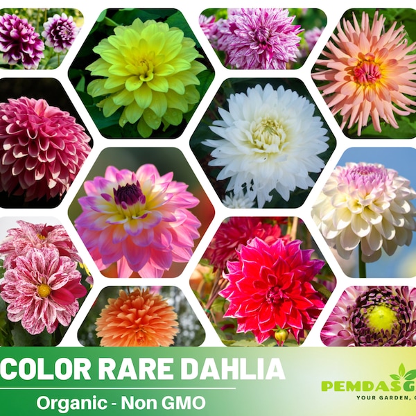 40+ Seeds|  Mix Color Rare Dahlia Perennial Seeds - Authentic Seeds - Perennial~ GMO Free ~~Flower seeds ~ Asian Garden~ Herbs B5G1 #D027