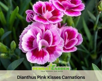 Dianthus Pink Kisses Carnations - Dianthus Seeds -- Open-Pollinated - Organic - Heirloom - Flower Seeds - Mix Seeds to Plant