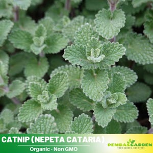40 Seeds| Catnip Seeds - Nepeta cataria - catswort, catwort, and catmint - Culinary &  Herb - Herb seeds~ Asian Garden-   #7006