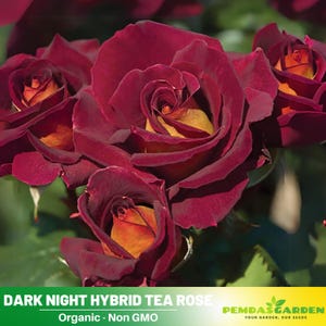 30+ Seeds|Night Hybrid Tea Flower Rose Seeds - Authentic Seeds - Perennial~GMO Free~~Flower seeds ~ Asian Garden~ Herbs  #1127