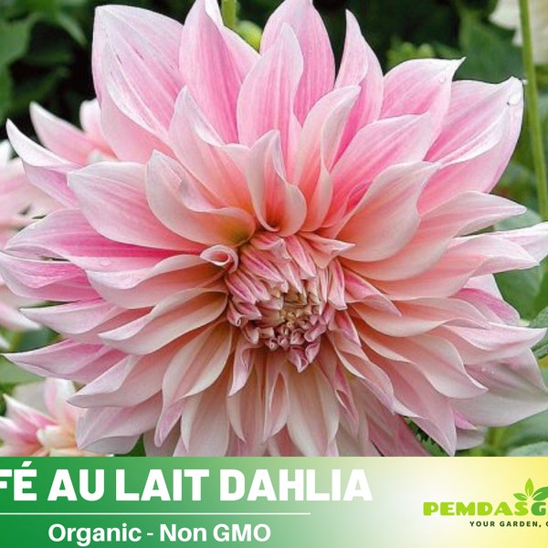 40+ Seeds|  Café Au Lait Dahlia Perennial Seeds - Authentic Seeds - Perennial~ GMO Free ~~Flower seeds ~ Asian Garden~ B5G1 #D026