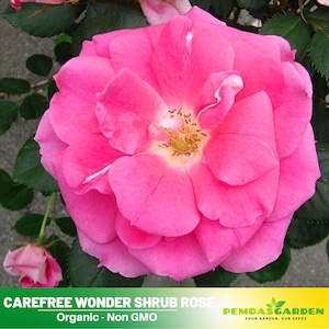 30+ Seeds|Carefree Wonder Shrub Flower Rose Seeds - Authentic Seeds - Perennial~GMO Free~~Flower seeds ~ Asian Garden~ Herbs  #1114