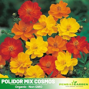50+ Seeds| Polidor Mix Cosmos Seeds  ~ Authentic Seeds ~ GMO Free ~ Seeds~Flower seeds~ Vegetable seeds~ Asian Garden~ Flowers~ Herbs