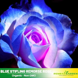 30+ Seeds| Blue Stifling Remorse Flower Rose Seeds - Authentic Seeds - Perennial~GMO Free~~Flower seeds ~ Asian Garden~ Herbs- #1097