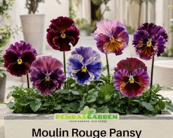 Nature Antique Shades Viola (Pansy) Seeds - Cold Resistant -Open-Pollinating - Draft Resistant - Plant in Summer/Spring
