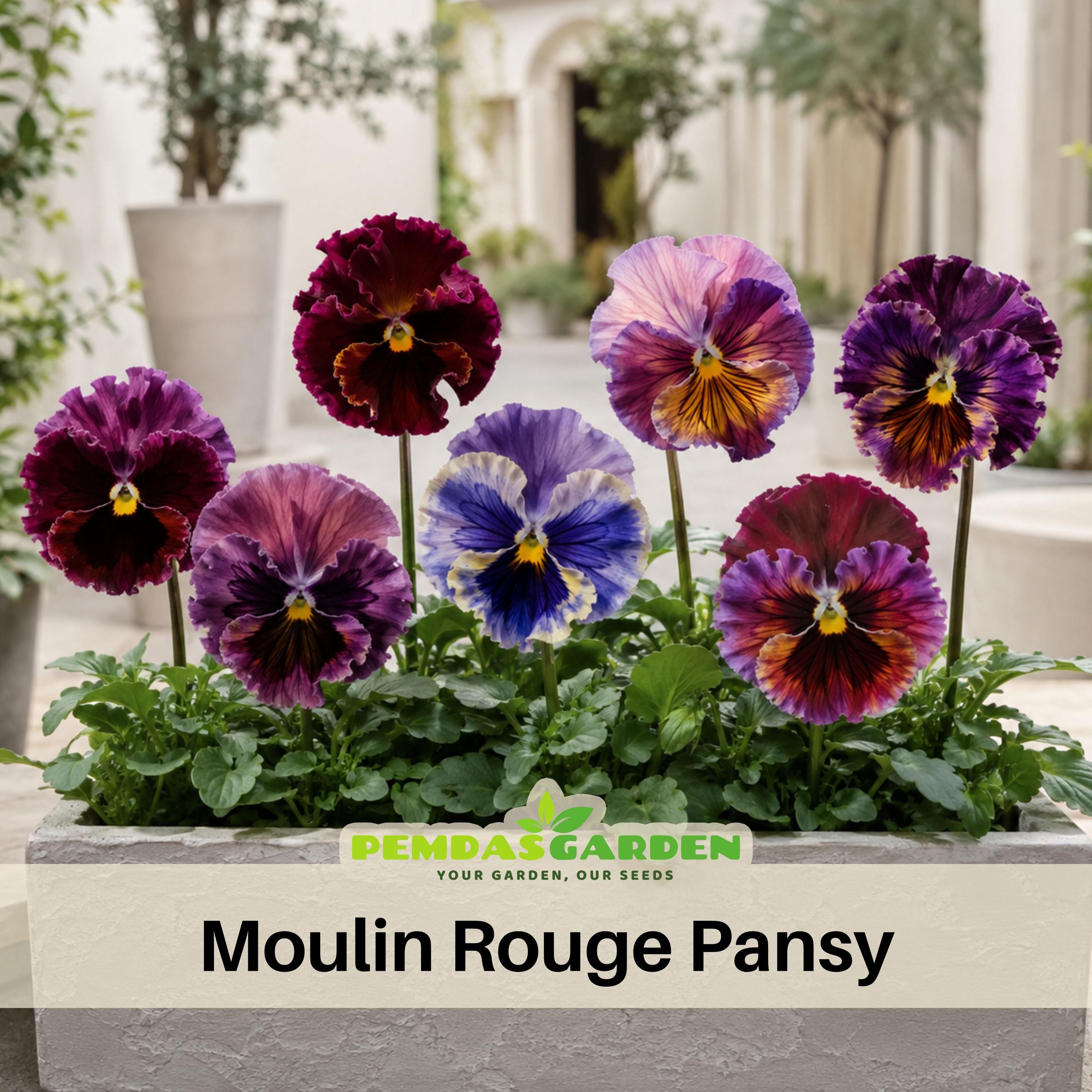 Pansies Japan - Etsy