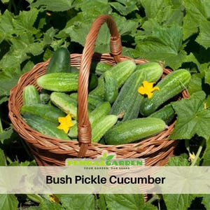 まがったキュウリ 秋収穫シリーズ | 苗のグループ | 有限会社鈴木農園