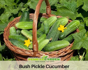 May include: A wicker basket overflowing with fresh, green Bush Pickle cucumbers. The basket is brown and has a woven handle. Yellow flowers are scattered among the cucumbers, which are surrounded by green leaves. The text "Bush Pickle Cucumber" is visible.