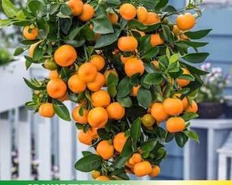 10 seeds| Orange Tree Bonsai Seeds- Authentic - Open-Pollinated - Organic - Heirloom - Fruit Seeds - B5G1#5005