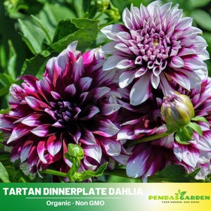 40+ Seeds|  Tartan Dinnerplate Dahlia Perennial Seeds - Pollinator Friendly- Open Pollinated - Heirloom - Flower Seeds  -  #D035