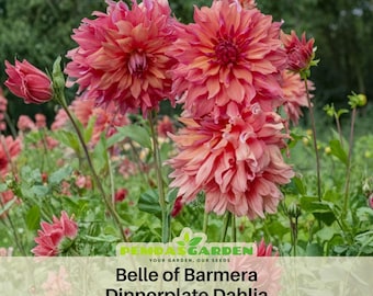 Giant Dinnerplate Dahlia Belle of Barmera Dahlia Perennial Flower Seeds  - Authentic Seeds -  GMO Free ~Asian Garden