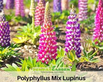Polyphyllus Mix Lupinus Seeds-Cottage Garden -  Heirloom - Native Wildflower - Pollinator Friendly - Perennial -Easy to Grow