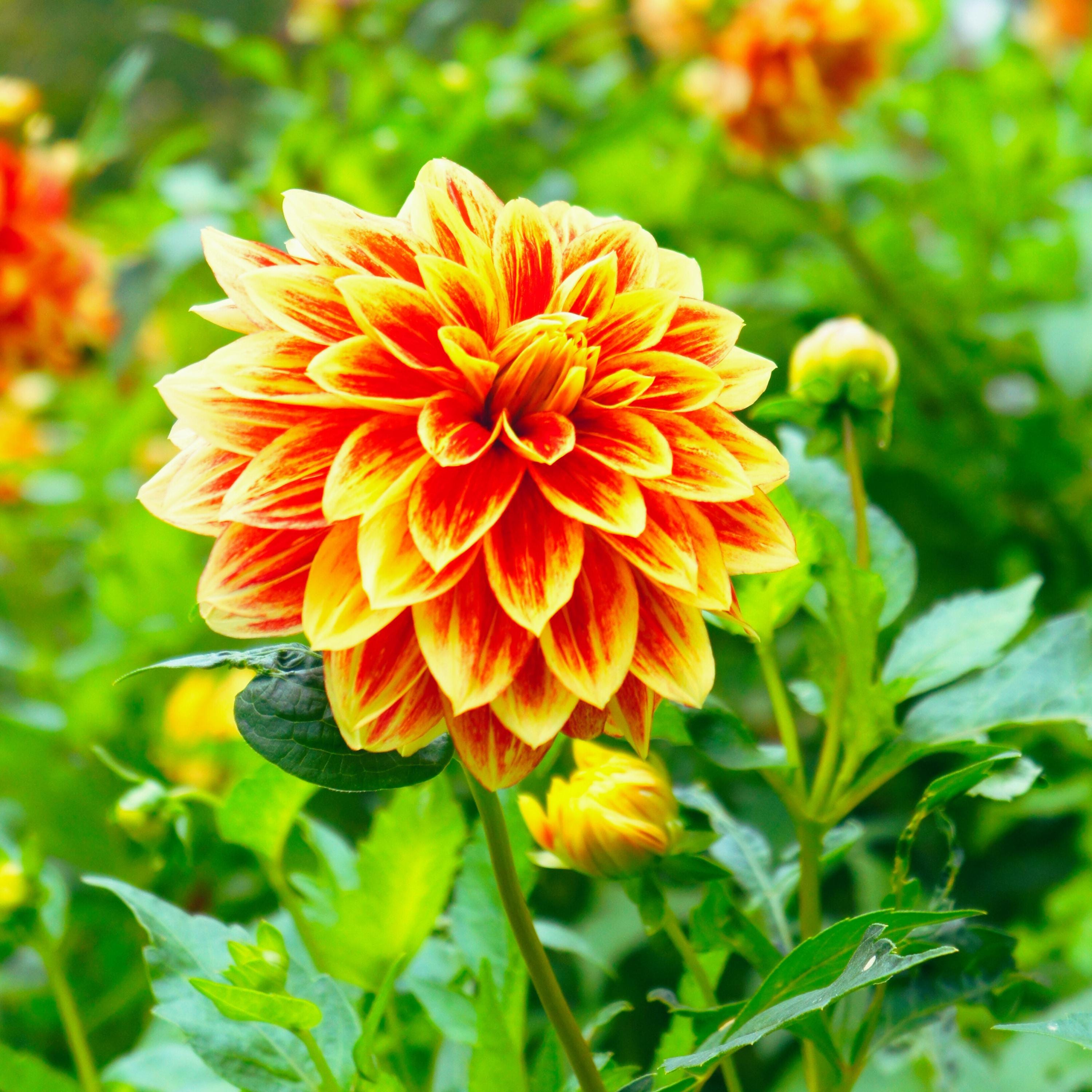 40+ Seeds| Lowrider Dahlia Perennial Flower Seeds- Pollinator