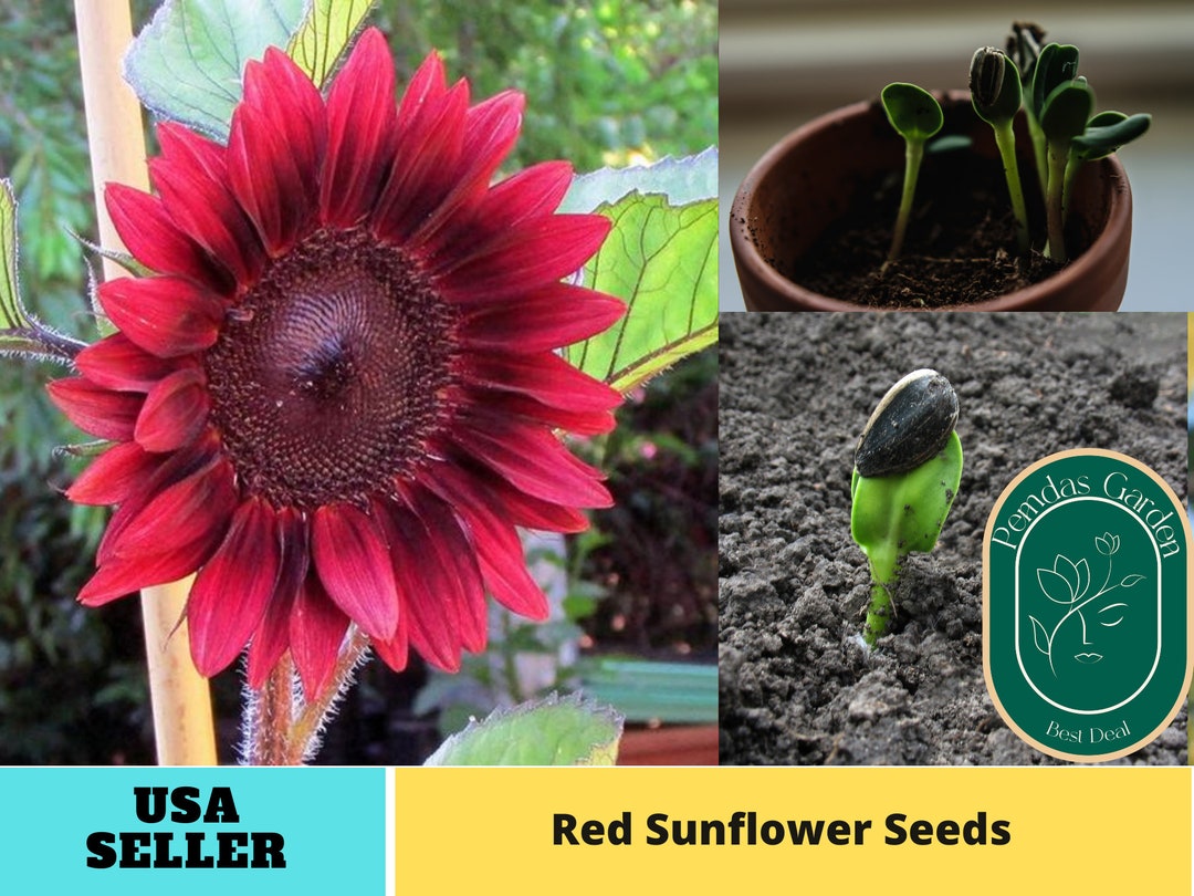 25 Seeds Red Sunflower Seeds Authentic Seeds Perennial GMO Free flower