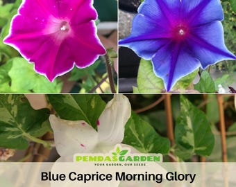 Kikyo Zaki Morning Glory Seeds Japanese Star Flower Seeds Climbing Vine Blooming Annual Garden Ornamental Easy Grow Colorful Flowers