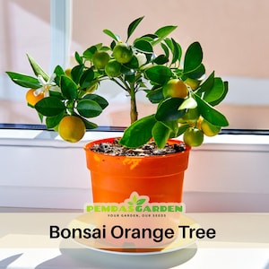 10 seeds| Orange Tree Bonsai Seeds- Authentic - Open-Pollinated - Organic - Heirloom - Fruit Seeds - B5G1#5005