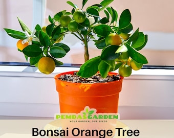 10 seeds| Orange Tree Bonsai Seeds- Authentic - Open-Pollinated - Organic - Heirloom - Fruit Seeds - B5G1#5005