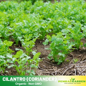 50 Seeds| Cilantro Seeds-  Authentic - Heirloom - Culinary &  Herb - Mosquito Repellent - Pollinator friendly -  ##7004