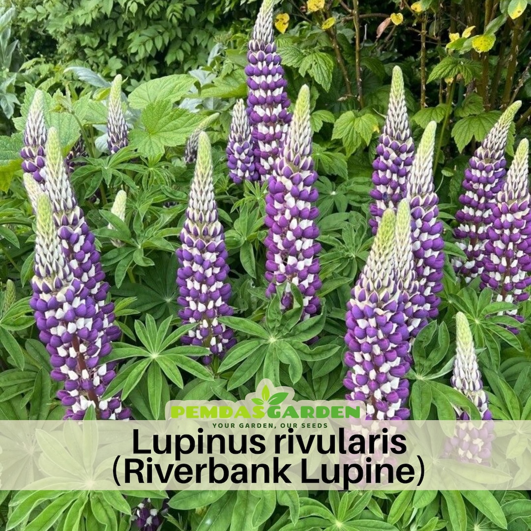 Lupinus Rivularis (riverbank Lupine) Seeds- Heirloom Flower - US Native ...