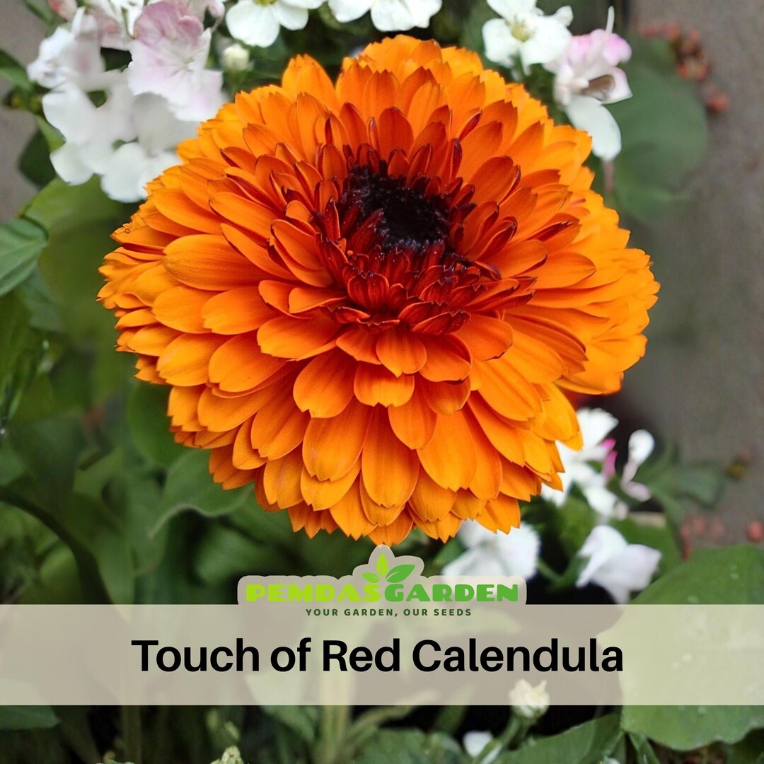 Touch of Red Calendula Seeds Cream Red Bicolor Flower Seeds Annual ...