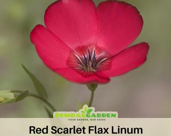 Red Scarlet Flax Linum - Authentic Seeds - Perennial ~ GMO Free~~Flower seeds ~ Asian Garden~ Herbs