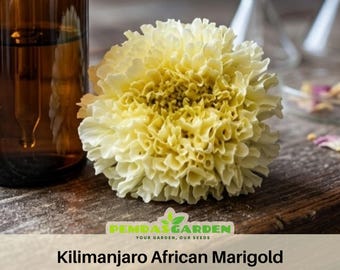 Kilimanjaro African Marigold Seeds - Edible -Open-Pollinating - Cold Resistant -Dwarf - Plant in Spring/After frost