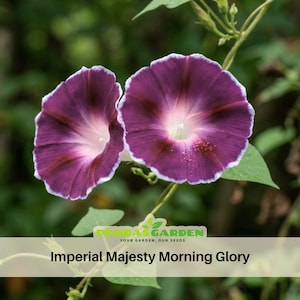 Purple Imperial Majesty Morning Glory Seeds Ipomoea Nil Deep Purple Climbing Vine Flower Seeds Blooming Annual Trellis Garden Easy Grow