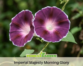 Purple Imperial Majesty Morning Glory Seeds Ipomoea Nil Deep Purple Climbing Vine Flower Seeds Blooming Annual Trellis Garden Easy Grow