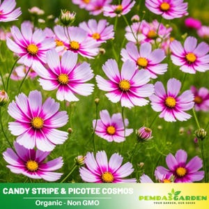 50+ Seeds| Candy Stripe & Picotee Cosmos Seeds ~ Authentic ~ GMO Free ~~Flower seeds~ Vegetable seeds~ Asian Garden~ Flowers#L009