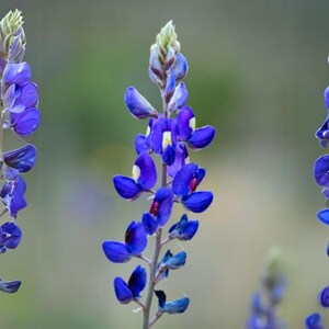 May include: Close-up of vibrant bluebonnet flowers with a blurred green background. The flowers have a deep blue hue with small yellow and red accents. The image highlights the delicate petals and the plant's slender stem.