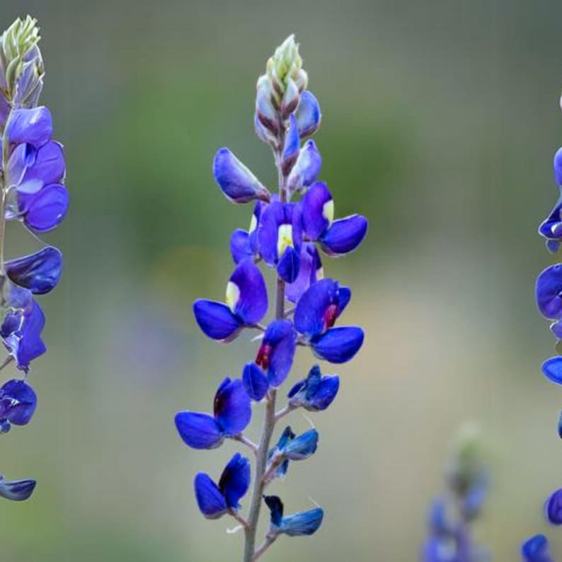 May include: Close-up of vibrant bluebonnet flowers with a blurred green background. The flowers have a deep blue hue with small yellow and red accents. The image highlights the delicate petals and the plant's slender stem.