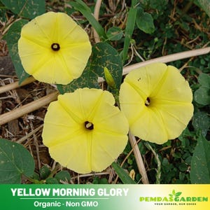 May include: Three yellow morning glory flowers with dark centers are blooming in a garden setting. The flowers are in focus and the background is blurred. The text "YELLOW MORNING GLORY Organic - Non GMO" is at the bottom of the image.