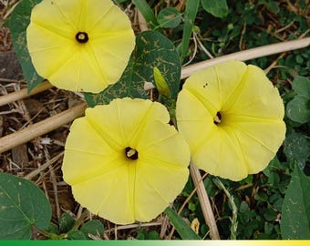30+ Seeds|Yellow Morning Glory Seeds - - Open-Pollinated - Heirloom - Attract Hummingbirds - Butterfly Garden -  #F021