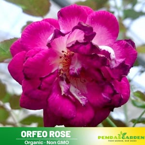32+ Seeds| Orfeo Rose Seeds-Perennial -Authentic Seeds-Flowers -Organic. Non GMO-Mix Seeds for Plant-B3G1 #1182