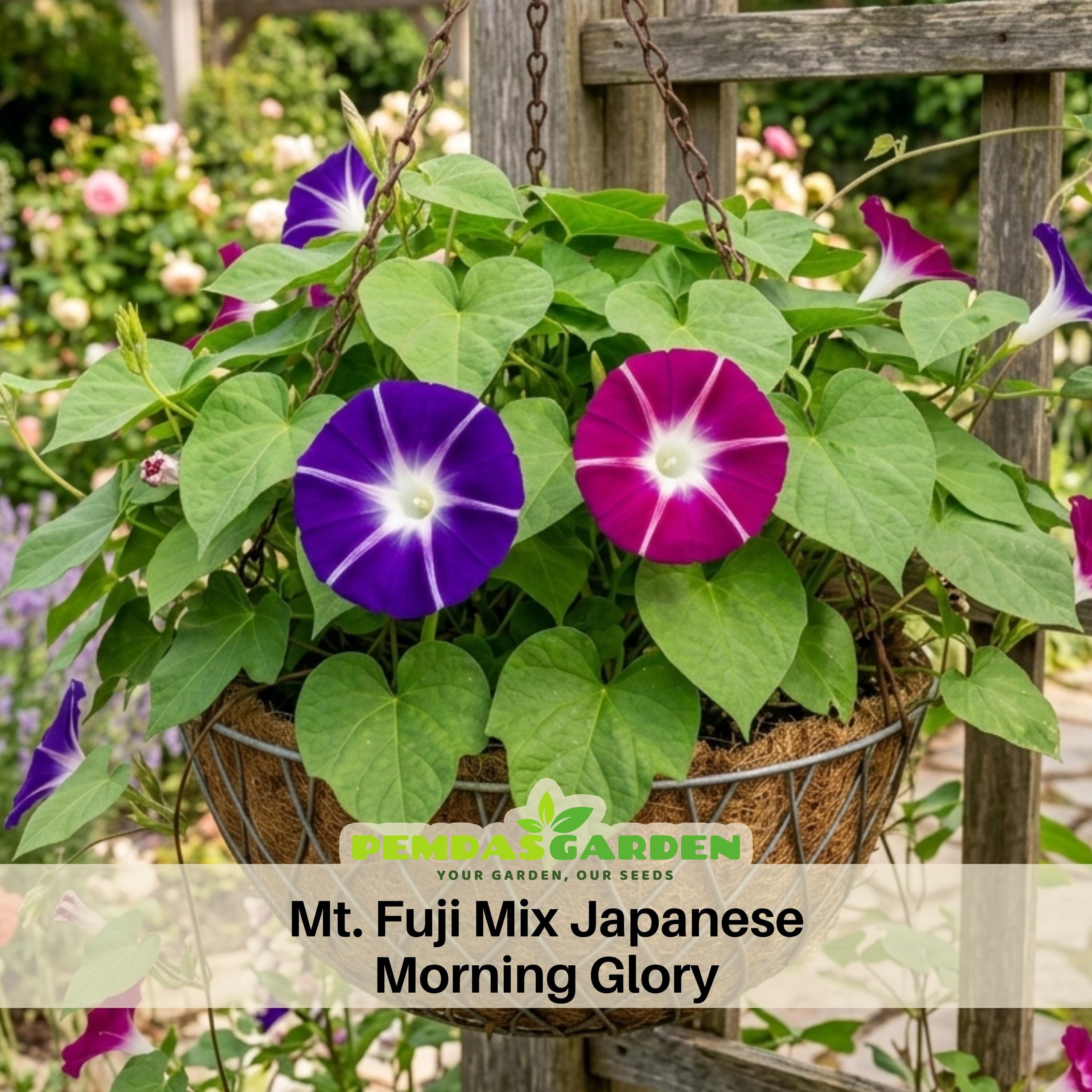 Mt Fuji Mix Japanese Morning Glory Seeds Multicolor Climbing Vine