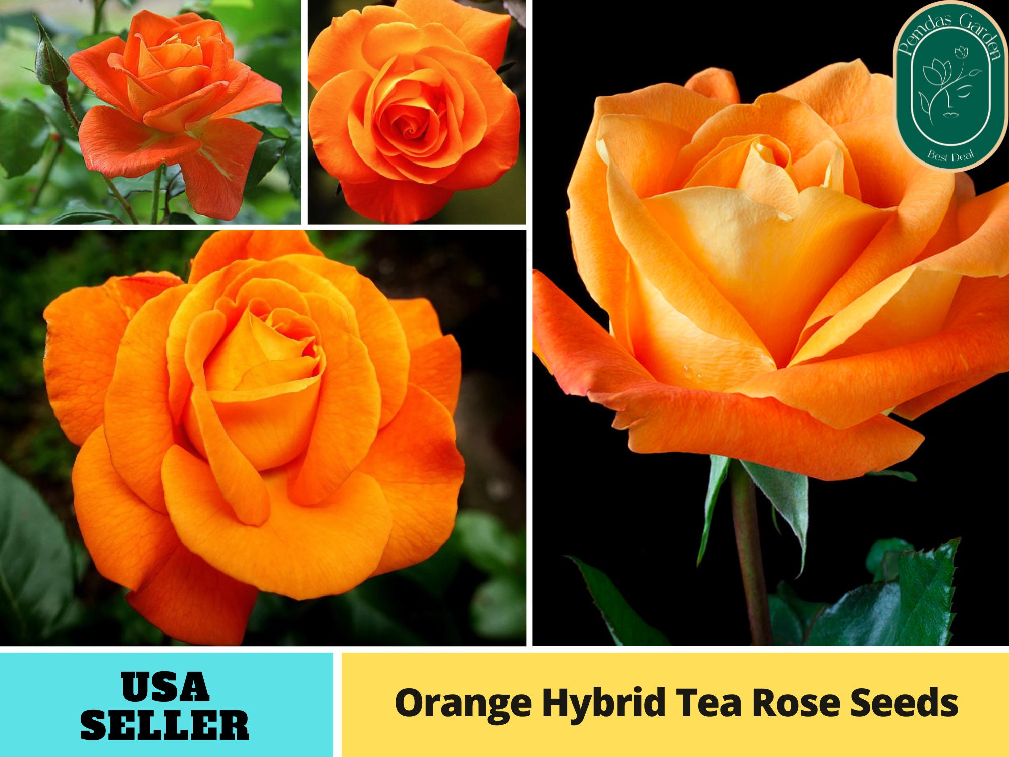 50PCS Black Baccara Hybrid Tea Rose Shrub Flower Perennial Seeds For Home  Garden