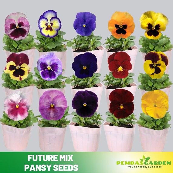 12 inch pots for plants marshall Pothos 3-Pack