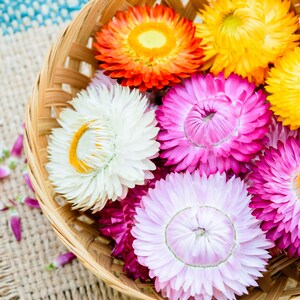thumbnail image 2 of Strawflower Dwarf Mixed | Mr Fothergill's 2 of 13