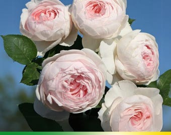 30+ Seeds|Pink Earth Angel Floribunda Flower Rose Seeds - Authentic Seeds - Perennial~GMO Free~~Flower seeds ~ Asian Garden~ Herbs  #1059