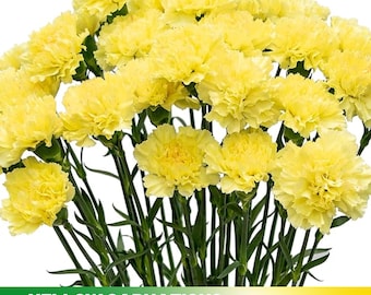 Yellow  Carnations - Dianthus Seeds - Authentic - Open-Pollinated - Organic - Heirloom - Flower Seeds - Mix Seeds to Plant -  #ca4