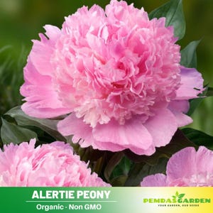 10+Seeds| Alertie Peony Perennial Seeds  - Paeonia - Attract butterflies - Open-Pollinated - Organic - Heirloom -  #B014