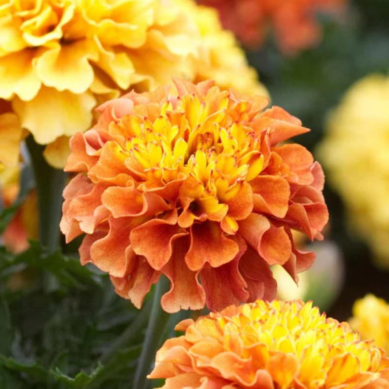 May include: Close-up of a vibrant orange and yellow marigold flower. The petals are layered and ruffled, with a bright yellow center. Other marigolds are visible in the background, with green foliage.