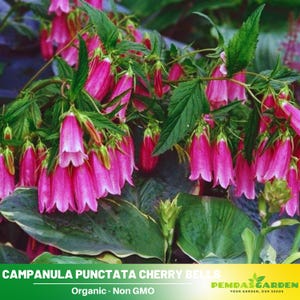Campanula punctata &#39;Cherry Bells&#39;- Authentic Seeds - Perennial~GMO Free~~Flower seeds ~ Asian Garden~ Herbs #8058
