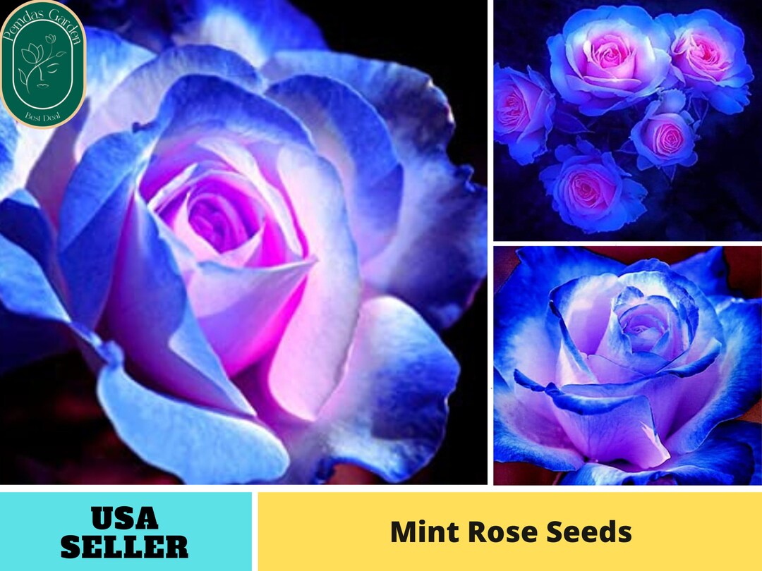 30 Seeds Blues Blue Rose Perennial Flower Authentic Seeds Perennialgmo ...