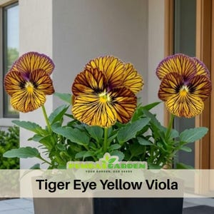 May include: Close-up of Tiger Eye Yellow Viola flowers in a black square pot. The flowers have yellow petals with brown tiger-stripe patterns and purple edges. The plant has green leaves and is in front of a neutral background.