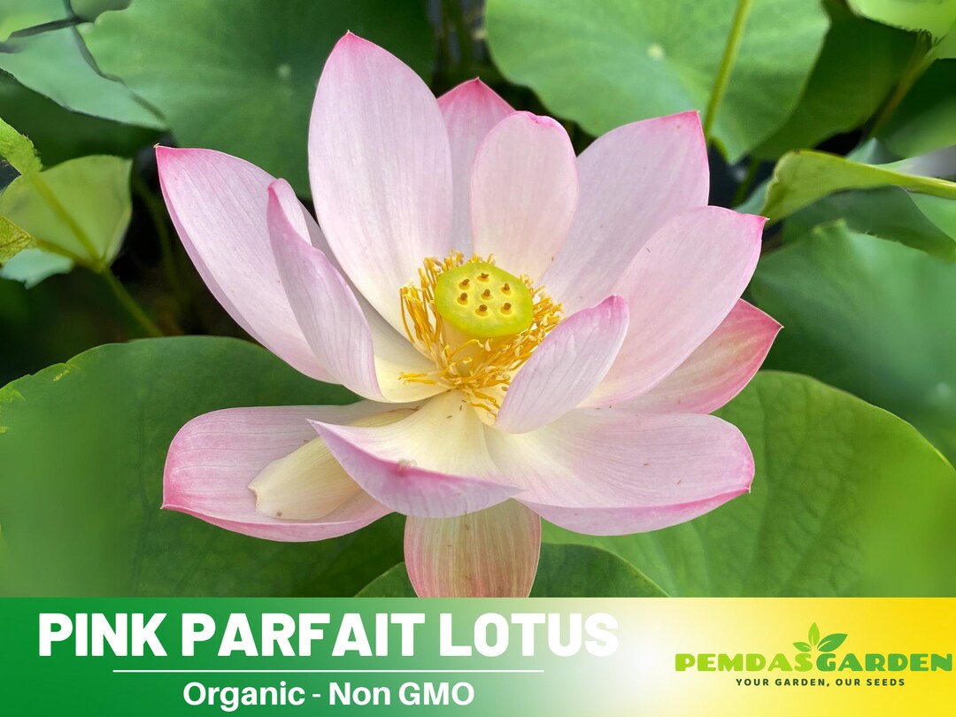 5 Fresh Pink Lotus Seeds - Easy Grow Hardy Nelumbo Nucifera Water Plants