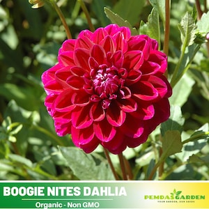 40+ Seeds|  Boogie Nites Dahlia Perennial Seeds - Pollinator Friendly- Open Pollinated - Heirloom - Flower Seeds-  #D022