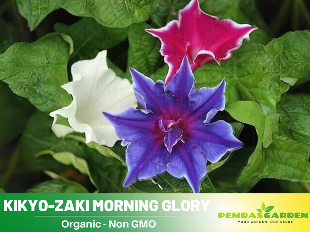Kikyozaki Morning Glory Outsidepride Kikyo-Zaki Morning Glory