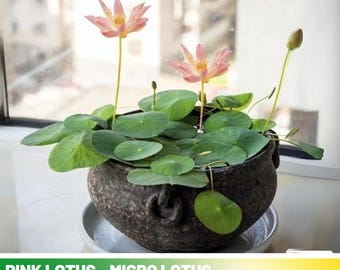 5 Rare Seeds| Pink Lotus - Micro/ Tea Cup Lotus Seeds - Indian Lotus (Nelumbo nucifera) Seeds - Flower Seeds -  #Q068