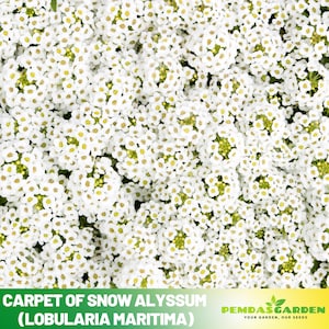 30+ Seeds| Carpet of Snow Alyssum (Lobularia maritima) Seeds - Cold Resistant -Open-Pollinating -Drought Tolerant -Plant in Early Spring#303